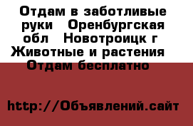 Отдам в заботливые руки - Оренбургская обл., Новотроицк г. Животные и растения » Отдам бесплатно   